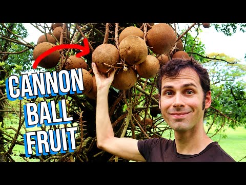 I Tasted The Incredible Color-Changing CANNONBALL FRUIT!