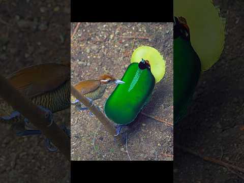 We can finally appreciate male dancing from her perspective. #wildlife #shorts #animals