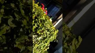 Targeted Individuals Get Back To Your "Roots"!!!!