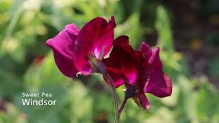 Sweet Pea 'Apricot Queen'