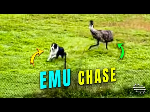 Un emú enérgico persigue a un perro pastor