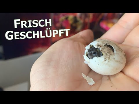 My baby tortoises are hatching! Hatching Greek tortoise eggs | Karnico