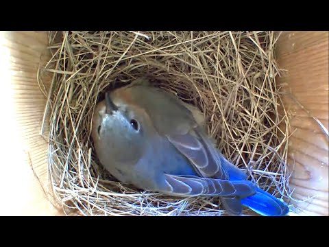 House Sparrow Attacks Bluebird Nest - Crazy Fast Birds Nest Build - Part 2