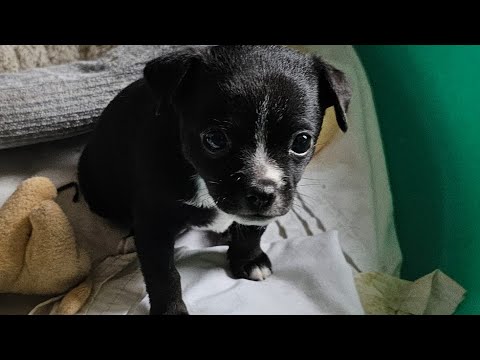 Arnie, an adoptable Toy Fox Terrier & Rat Terrier Mix in Weeki Wachee, FL_image-1