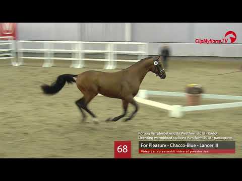 68 Hengst v. For Pleasure - Chacco-Blue - Lancer II