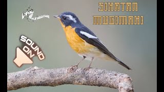 Download lagu Suara Burung Sikatan Mugimaki | Burung Migran yang selalu dicari mp3 Download lagu Suara Burung Sikatan Mugimaki | Burung Migran yang selalu dicari mp3