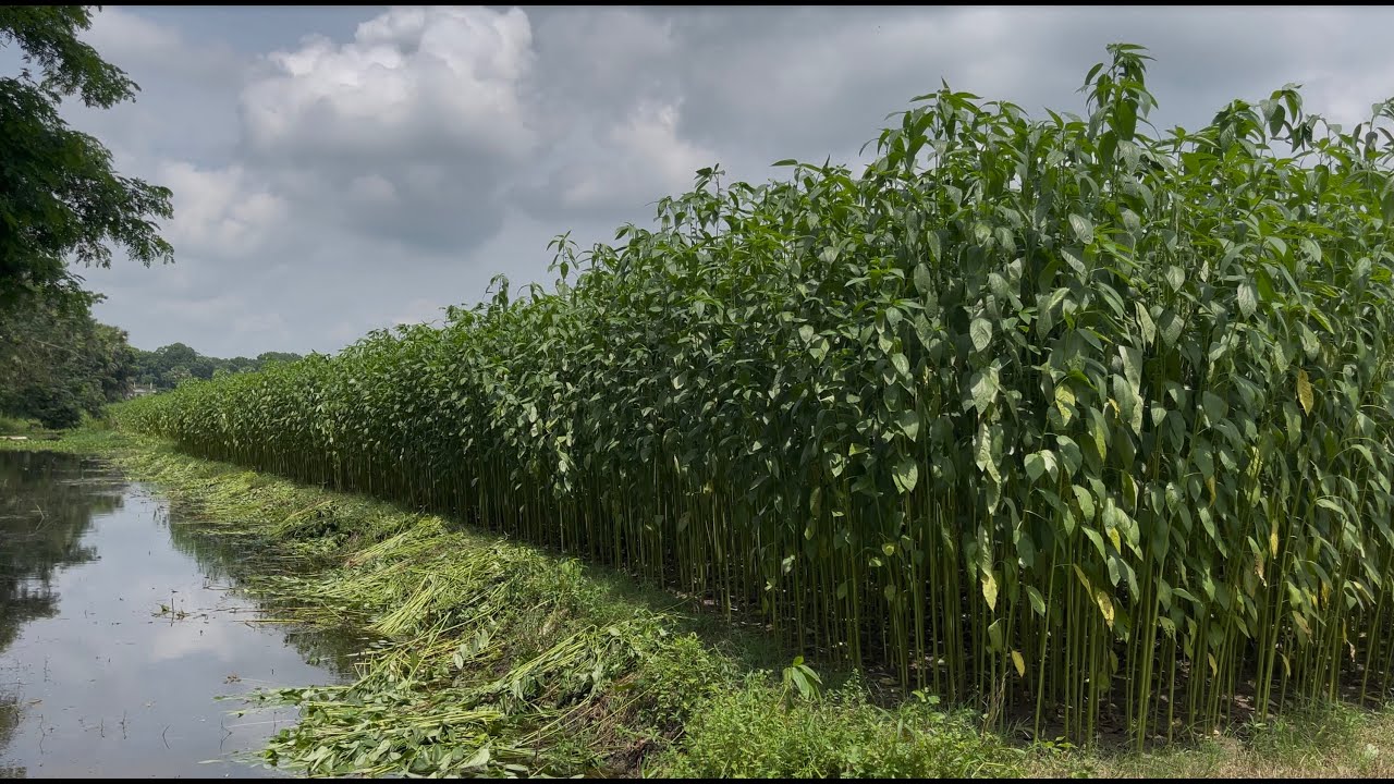Jute Farming