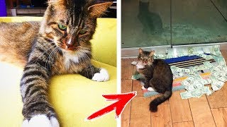 ЛЮДИ ПРИЮТИЛИ КОТА! НО КОГДА УВИДЕЛИ ЧТО ОН ВЫТВОРЯЕТ ВОЗЛЕ ДВЕРИ ВСЕ БЫЛИ В ШОКЕ!