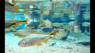 *Maria Bethania  -  Motriz *