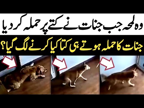 Jinnat attacked on Dog || interesting vedio viral ||