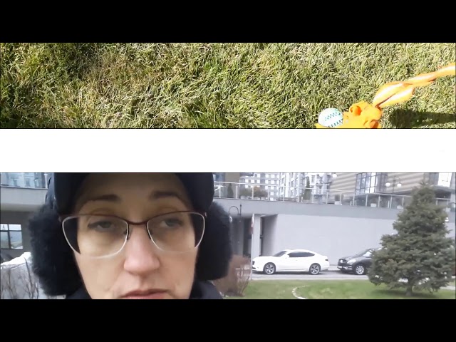 Фото Дресирування будь-яких корисних навичок - в цьому відео апортування предметів - тобто як навчити приносити та віддавати м'ячик або інший предмет.