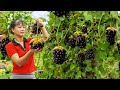 Harvesting Forest Fruit Goes to market sell, Take care animals in farm | Tiểu Vân Daily Life