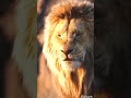 Prince King Free 96 Free Fire