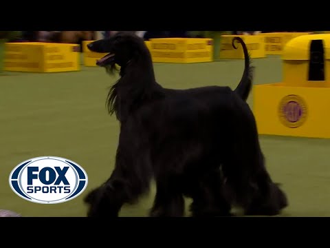Louis the Afghan Hound wins the WKC Hound Group | Westminster Kennel Club
