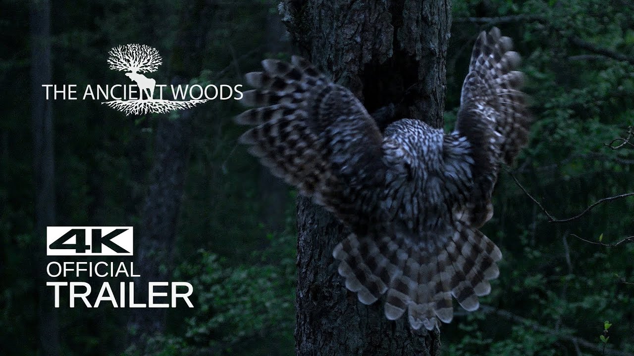 SENGIRĖ Treileris (2017)