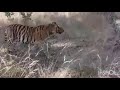 Tiger Sighting At Bandhavgarh