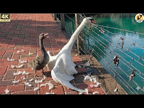 Baby Swan Begs for Help to Save Her Mom – Rescuing the Mother Black Swan Caught on a Fence!