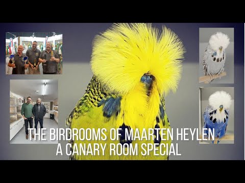 Budgie Breeder Maarten Heylen - A Canary Room special visit.
