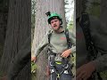 The Ultimate Tree Climber's Guide