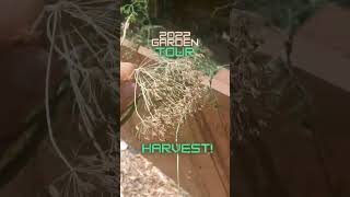 Download lagu How to Harvest Dill seed | when is dill seed ready to harvest? #shorts #gardening mp3