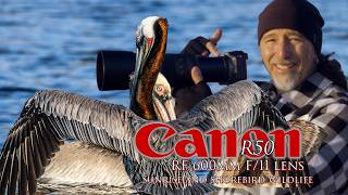 R50 Sunrise, RF 600 F11 lens for shorebird wildlife at Malibu Lagoon. An affordable powerhouse! 📷