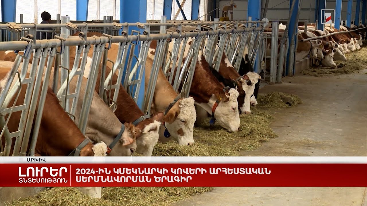 2024-ին կմեկնարկի կովերի արհեստական սերմնավորման ծրագիր