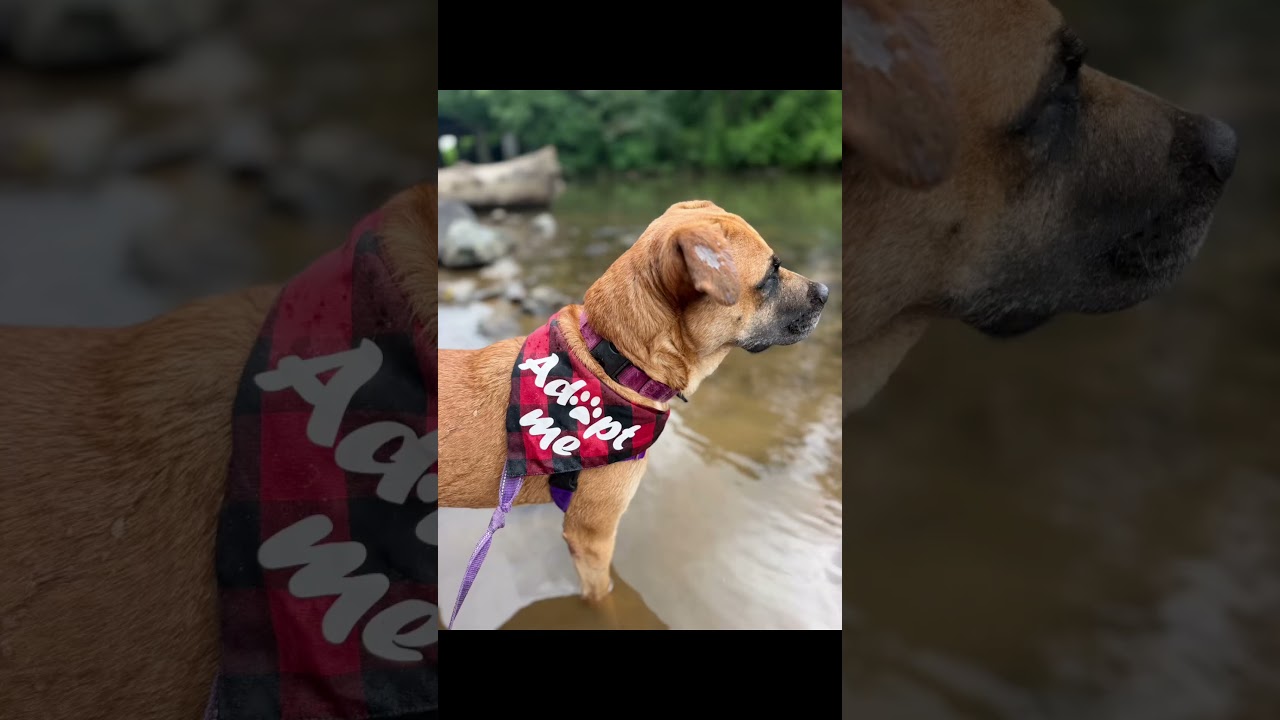 Enlarge Tuff, a Adoptable mixed breed in Ellijay, GA video 2/2