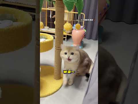 怪不得小猫叫人感觉都不一样呢#猫猫 #宠物 #冷知识 #小猫 #万万没想到