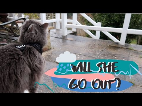 Cat Wants To Go Out In The RAIN | Will She Go OUTSIDE?