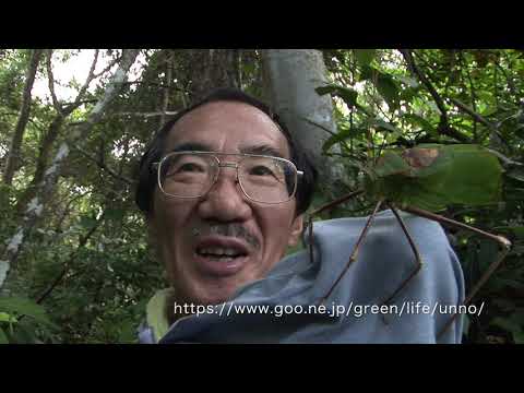 アシナガオオコノハギスの威嚇　Long leg grasshopper　MENACING