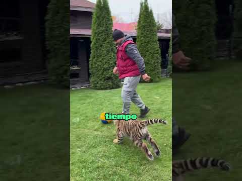Un cachorro de tigre que había sido abandonado encuentra un nuevo padre #animales #shorts