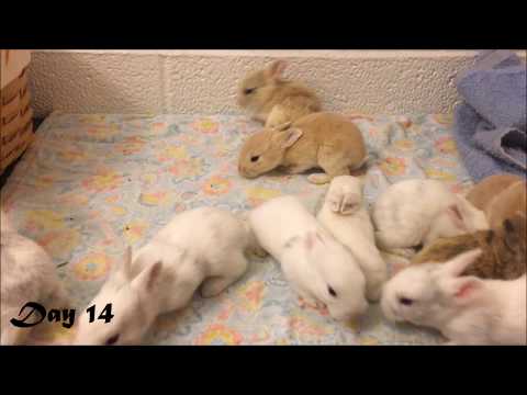 , title : 'Harlequin Baby Bunnies Days 1-25'