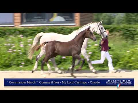 Holsteiner Elite-Fohlenauktion | Nr. 01 v. Comme il faut - Mylord Carthago