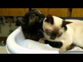 Popular Cats Grooming Tonkinese and Tortoiseshell So Cute , Video Too Cute Tonkinese Cat terbaru!