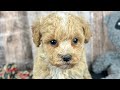 Bichpoo dogs for sale: Boy Eli - 8340 - Video 1