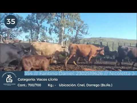 Lote VC C/ Cría Cnel Dorrego Bs As