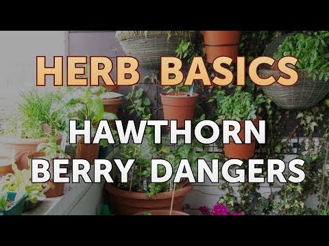 , title : 'Hawthorn Berry Dangers'