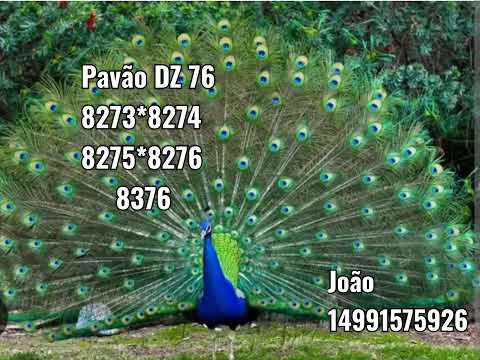 Palpites Sônia Santos p JB/ 09/02/26. Segunda Feira 