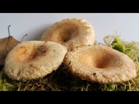 YouTube Трейлер