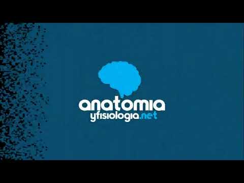 POSICIONES CORPORALES    Resúmenes de Anatomía y Fisiología