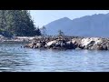 Sea Lions Barking