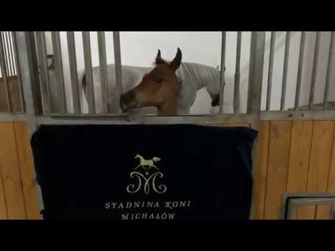 Janów Podlaski. Aukcja Pride of Poland. Klacz Galerida z ogierkiem Gatilio w stajni po aukcji.