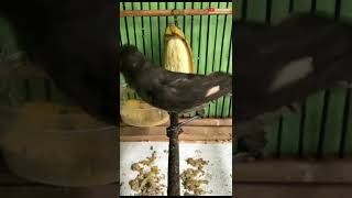 Download lagu BURUNG MURAI AIR MANCUR ATAU DISEBUT MURAI AIR || MURAI AIR GACOR mp3 Download lagu BURUNG MURAI AIR MANCUR ATAU DISEBUT MURAI AIR || MURAI AIR GACOR mp3