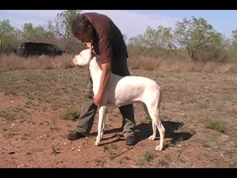 Cuchurruminga de Dona Arcelia 10 months