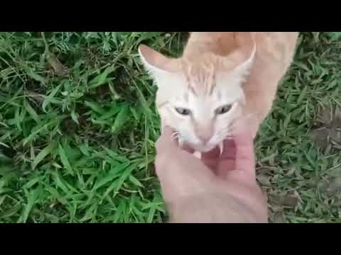 Adorable TCD Kittens Tali And Jordy Playing Compilation [ Cute Kittens Playing