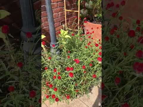 丈夫な多年草 日陰のアスチルベ