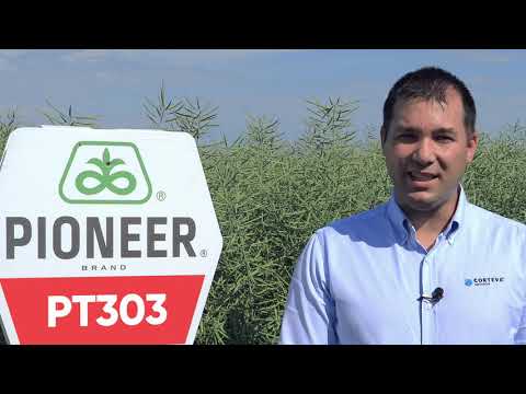 Despre hibridul de rapita PT303 - Andrei Ciocoiu