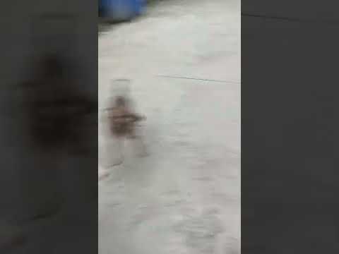 a short walk after stormy weather.. Milo, Shantay and Xengxeng