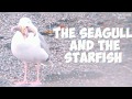 A SEAGULL And The STARFISH