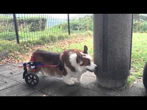 コーギーのロン君　初めての犬用車いす